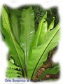 Asplenium Nidus